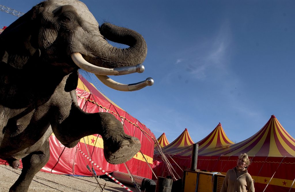 Rumænsk Cirkus Trapez-ansat smed kollega af sammen med campingvogn og plakater: Nu er han efterlyst