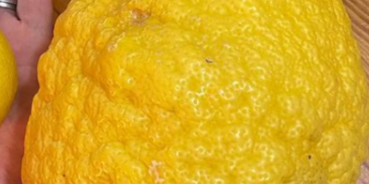 Vanvittig størrelse: Nu afslører Melissa, hvad den er blevet til