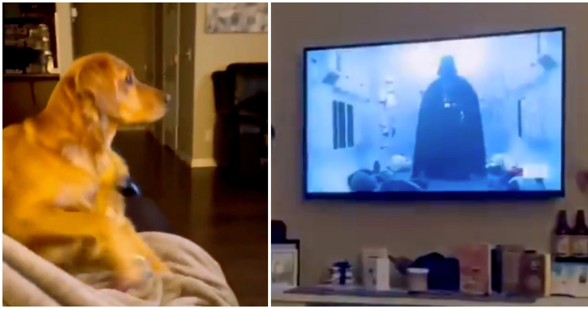 Golden retriever ser Star Wars: Flygter fra Darth Vader