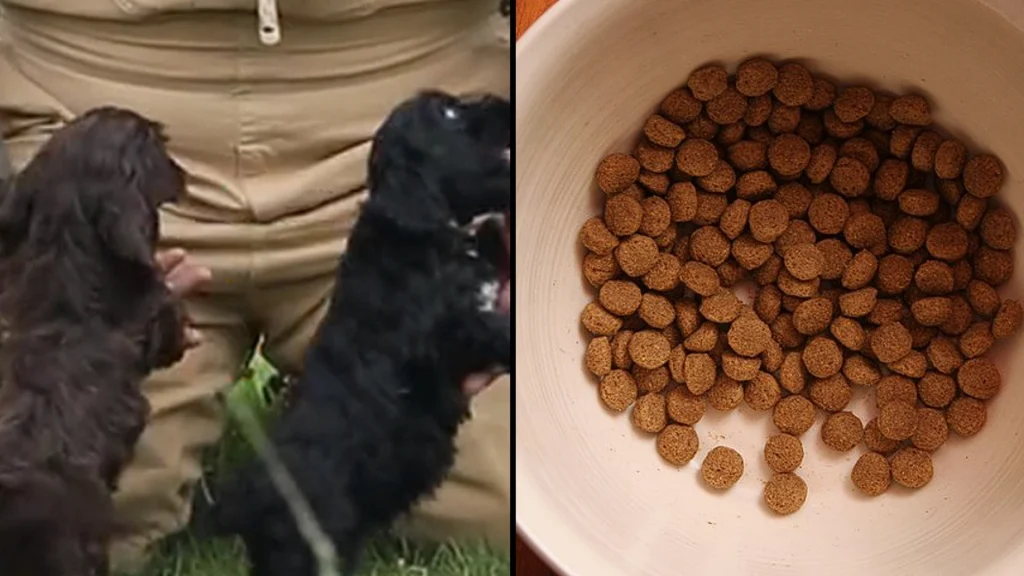 Hundeekspert advarer mod almindelige fejl, som mange ejere begår