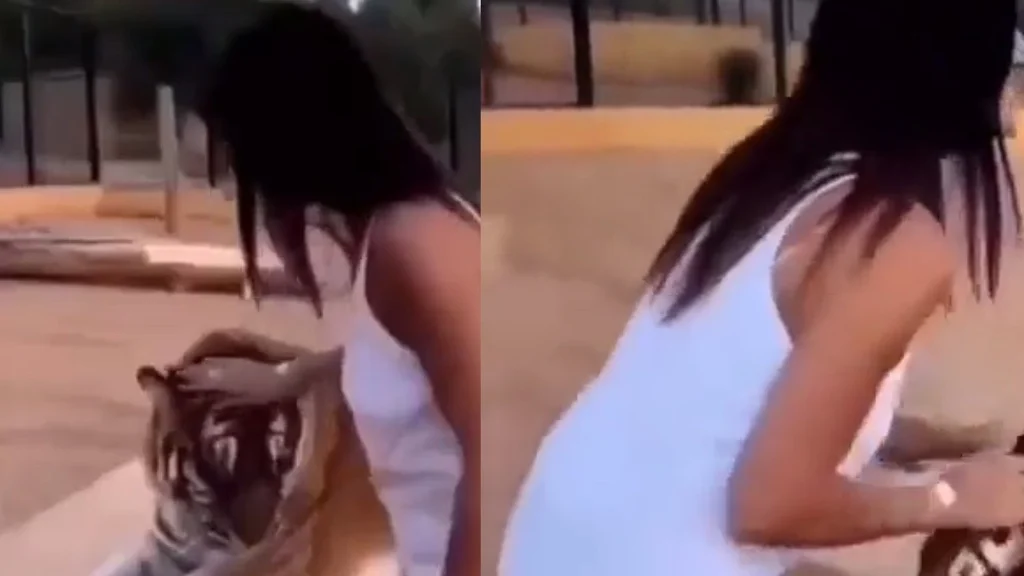 Denne video viser, hvorfor du ALDRIG bør røre en tiger