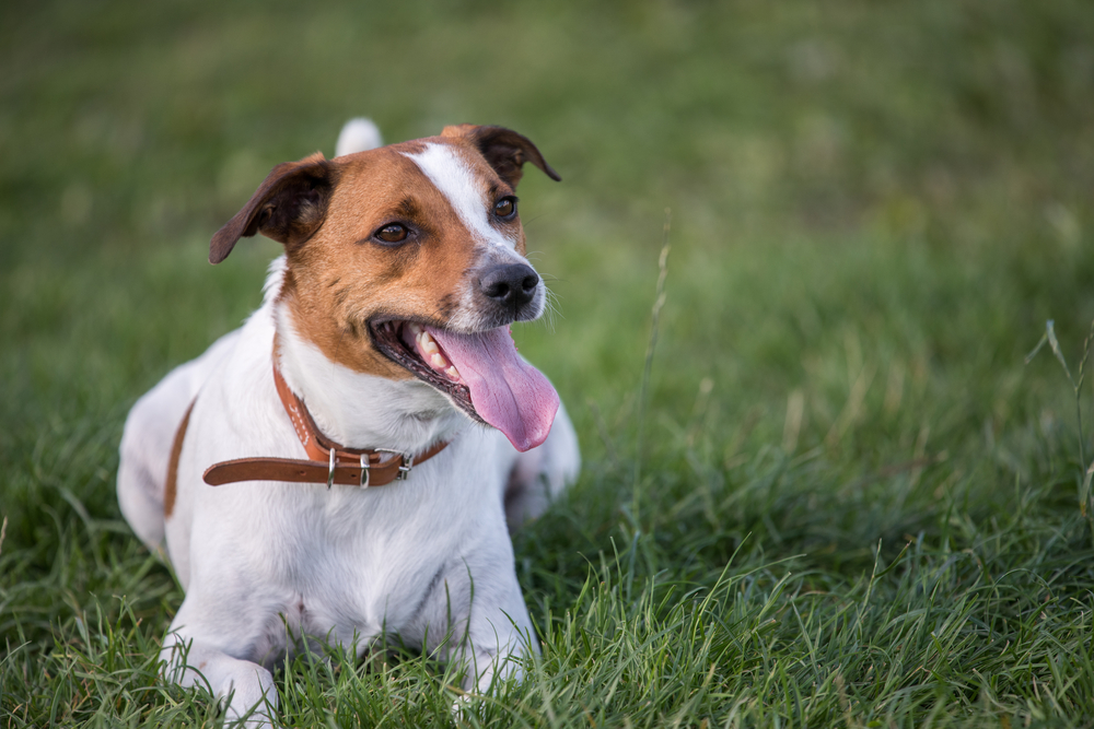 Dansk Svensk Gårdhund