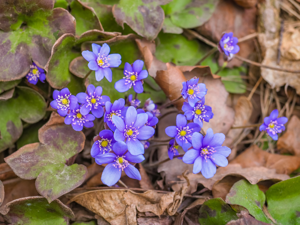Den blå anemone