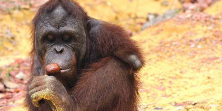 Handicappet orangutang efter fangenskab: Mangler begge arme