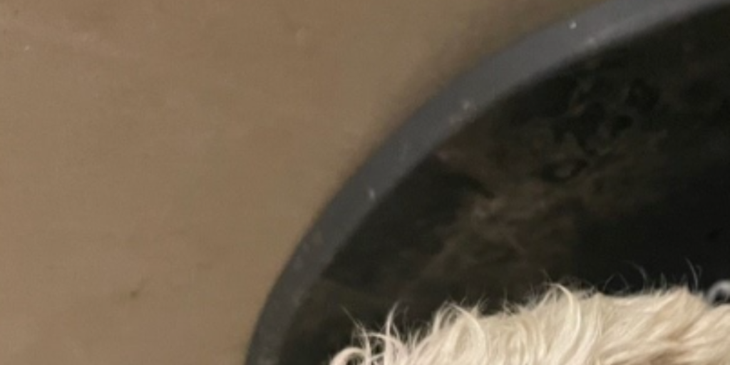 Nuttet, kær – og efterladt: Politiet efterlyser ejer af indleveret hund