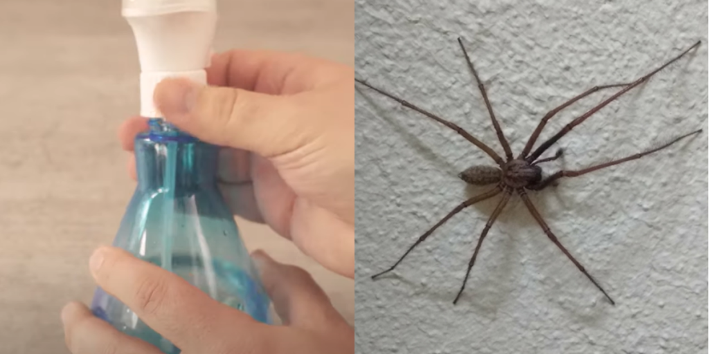 Edderkopper kan ikke fordrage lugten: Denne hjemmelavede spray holder krybene væk fra dit hjem