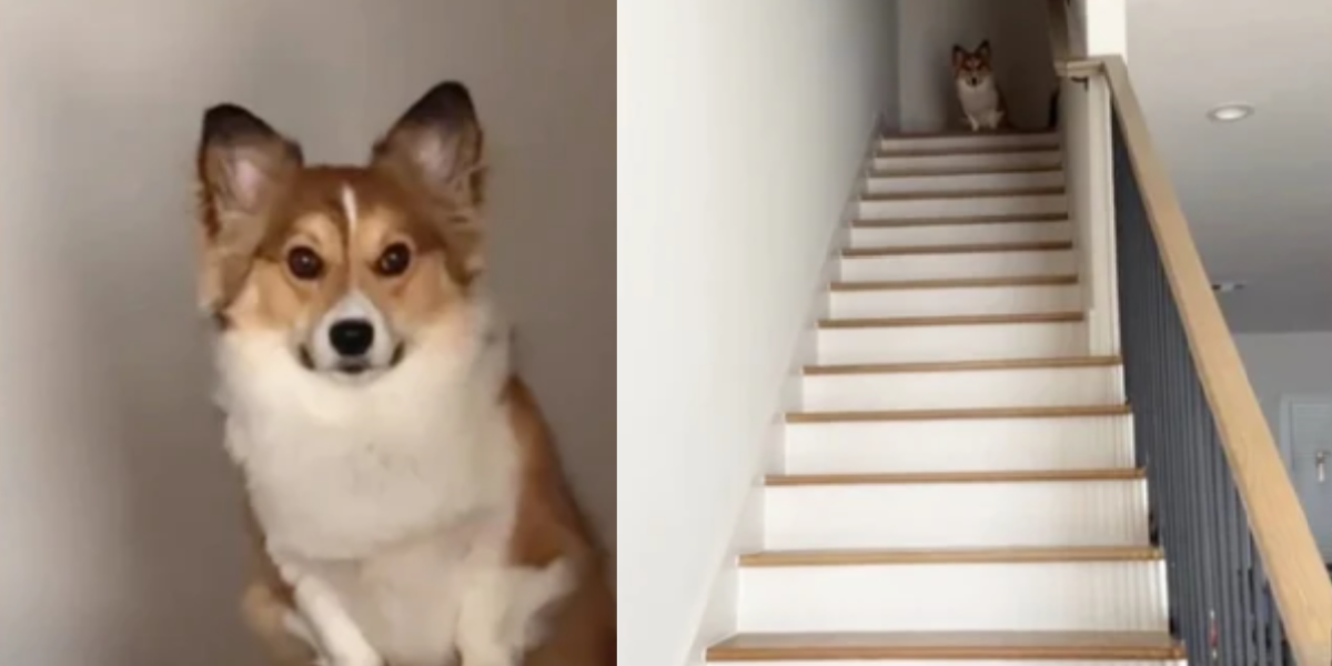 De fleste hunde kan gå ned ad trapper – men denne corgis metode, får internettet til at flække af grin