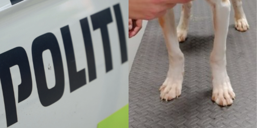 Politiet efterlyser ejer: Er det din bedårende hundehvalp?