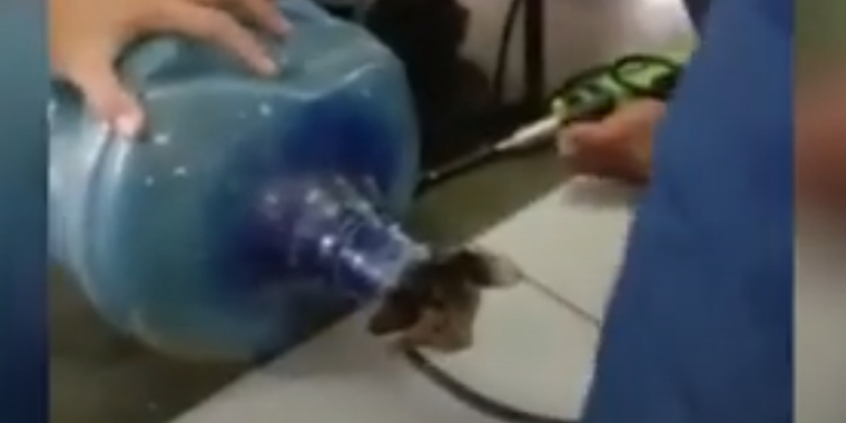 Se video: Her bliver kat skåret fri