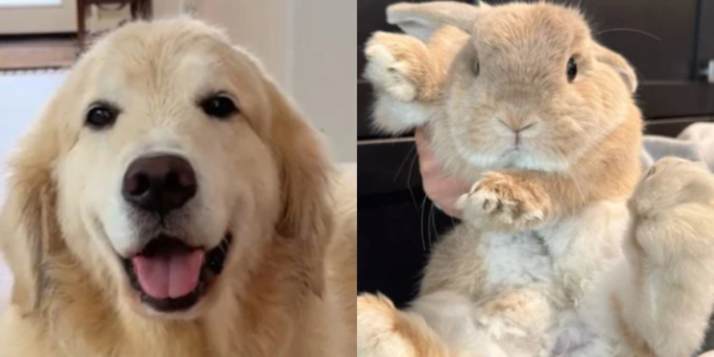 Hunden Maui bliver introduceret til en kanin for første gang: Hvad der sker, kommer bag på ejeren