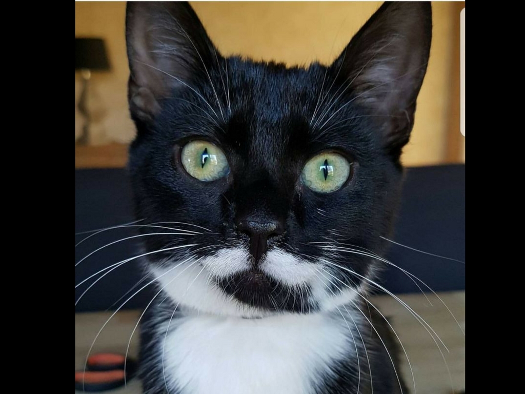 Emil lukker katten ud på vej til supermarkedet: Da han kommer hjem, finder han blodpletter på trappen