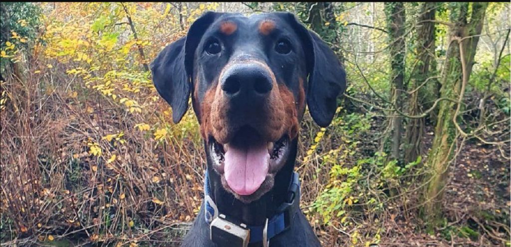 Hund insisterede på at hilse på fremmed kvinde – det endte med at redde ejerens liv