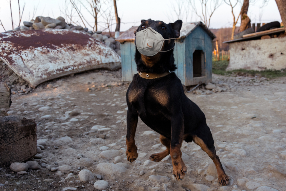 To-årig hund mishandlet: Måtte spise sten for at overleve