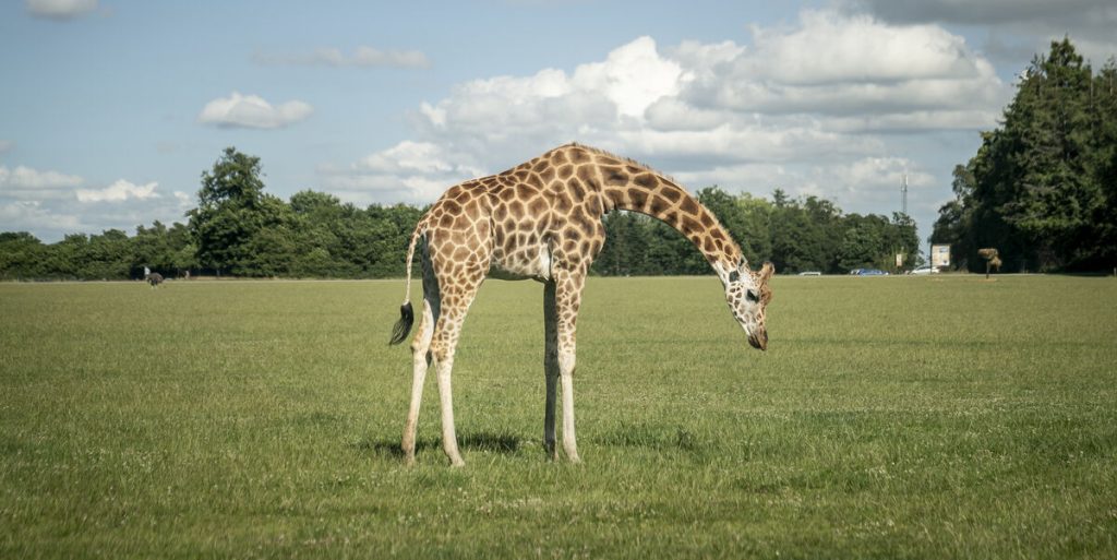 Trist meddelelse fra Knuthenborg Safaripark: Giraffen er død