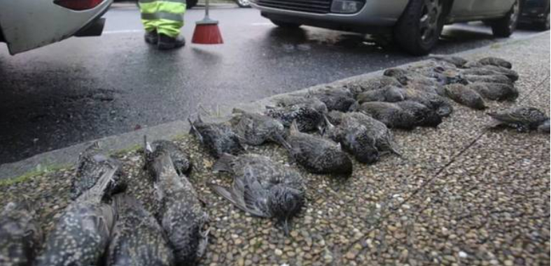 200 fugle faldt pludselig ned fra himlen ‘som regn’