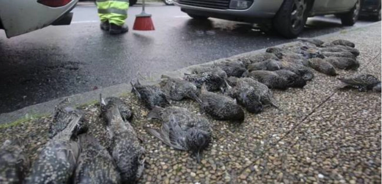 200 fugle faldt pludselig ned fra himlen ‘som regn’