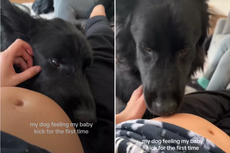 Hund mærkede babyspark: Hvad den derefter gjorde vil få dig til at fælde en tåre