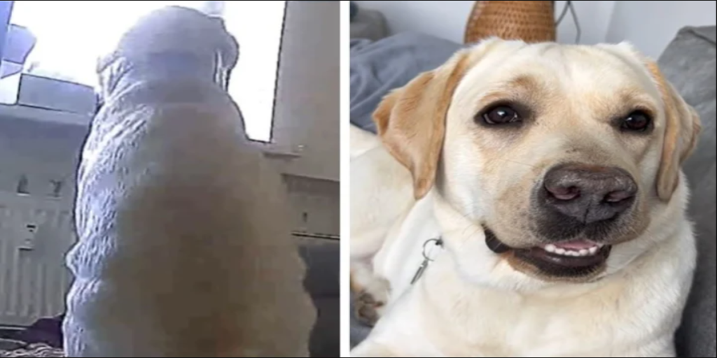 Kvinde er målløs, da hun på video ser, hvad hendes hund gør