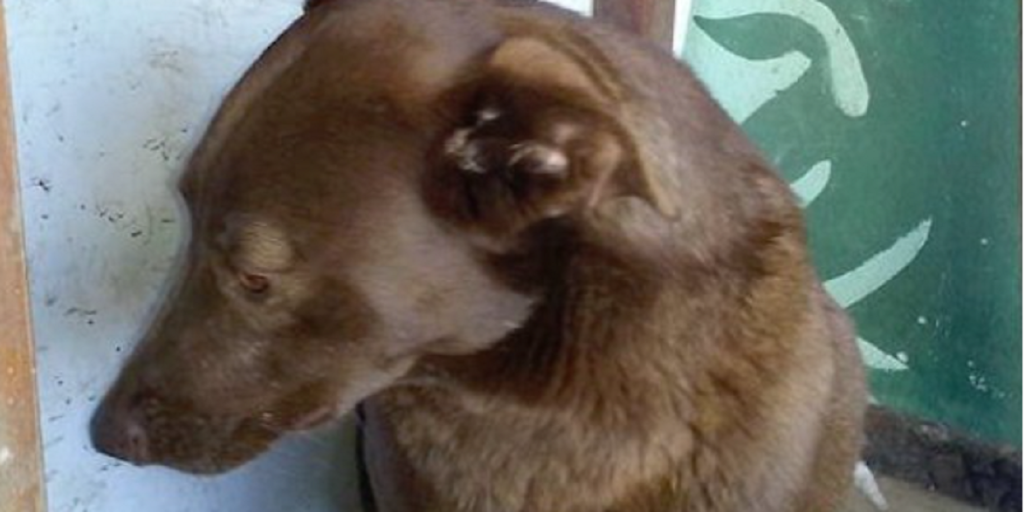 Hund har været forsvundet i 2 år – se reaktionen da den får færden af sin ejer igen