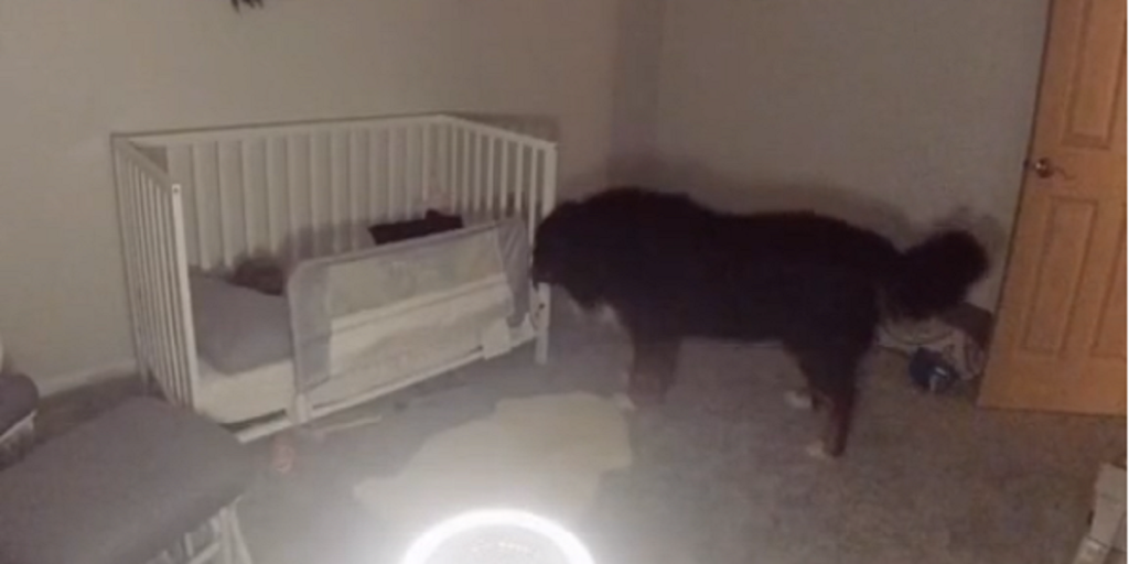 Hund blev efterladt med baby midt om natten: Kamera viser hvad hunden gør