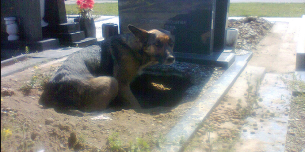 Hund nægter at komme ud af hul: Så går en kvinde forbi og opdager den chokerende sandhed