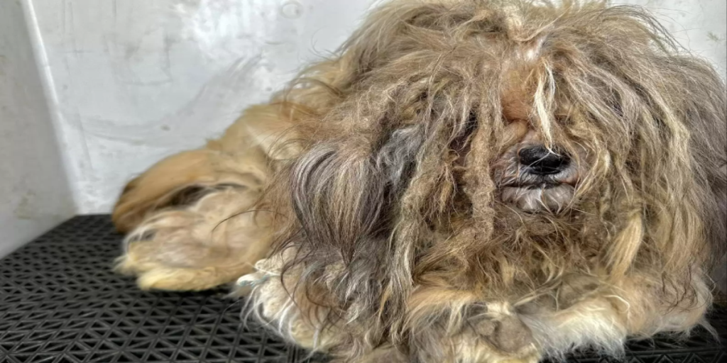 Hunden var blevet vanrøgt og havde alt for meget pels: I dag er den slet ikke til at kende