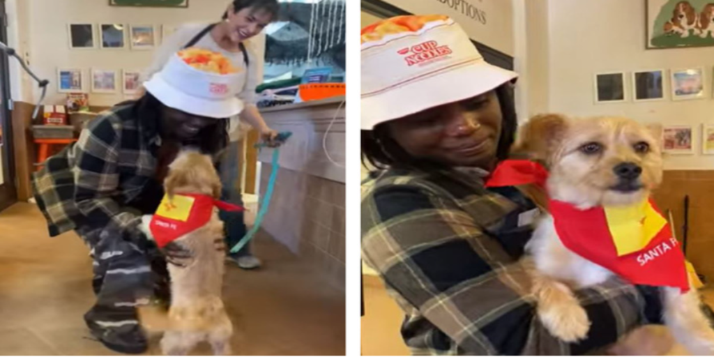 Dyreinternat modtager ny hund: Da de finder ud af, hvor hunden kommer fra, bliver de målløse