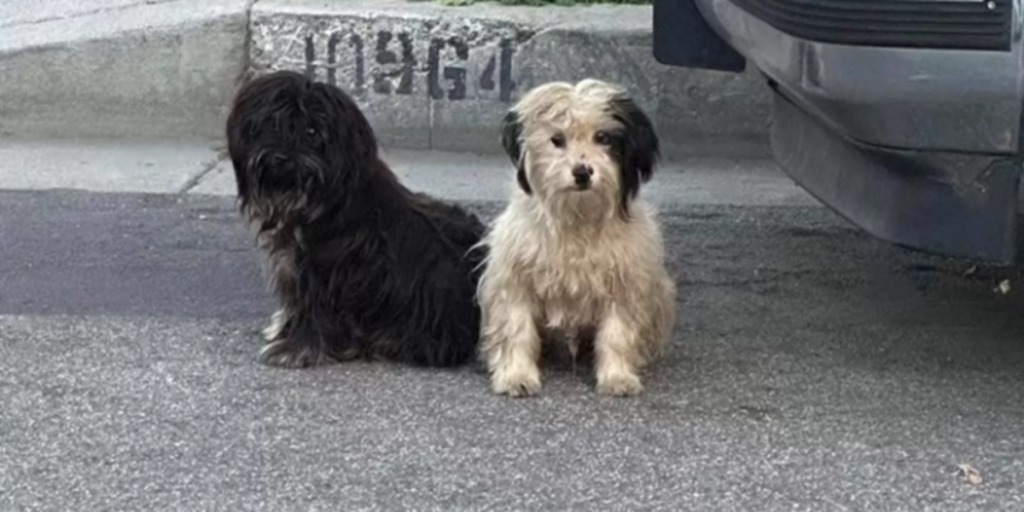 Efterladte hunde nægter at flytte sig: Årsagen får tårerne til at trille