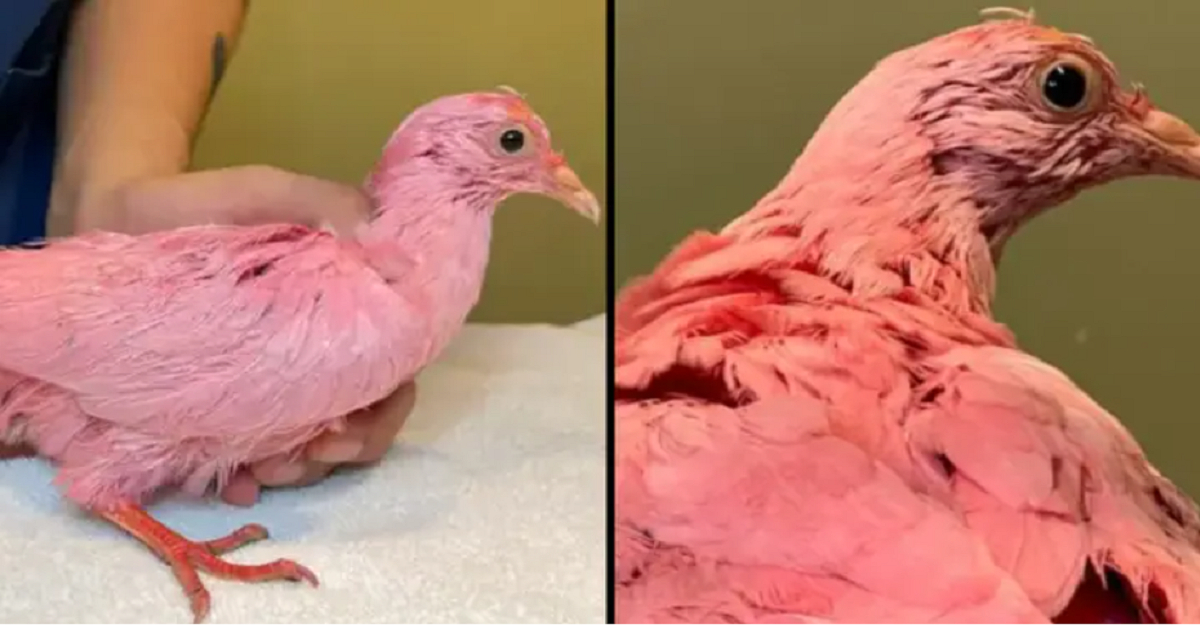 Pink due spottet i park: Da dyrlæge finder ud af årsagen, bliver han rasende