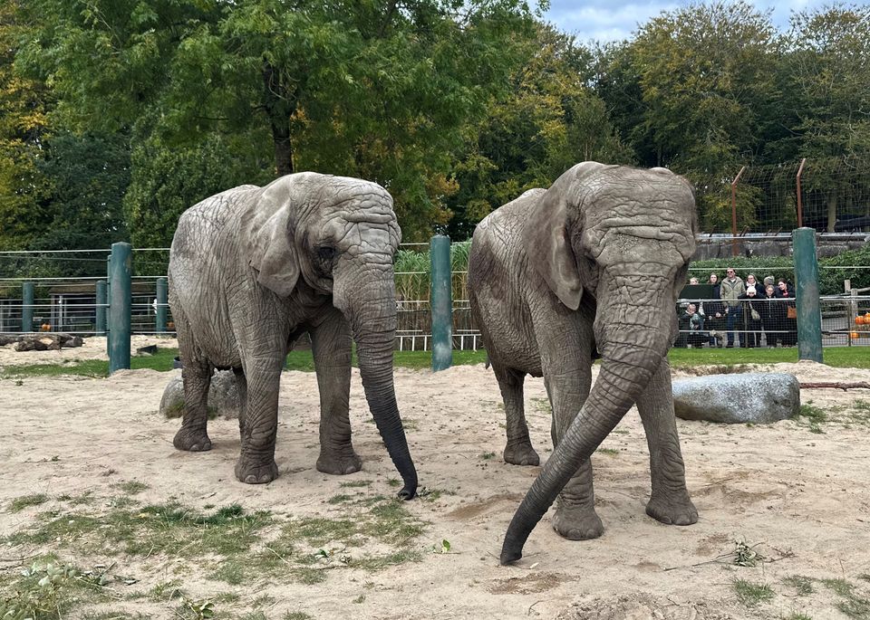 Aalborg Zoo deler trist meddelelse: Alle parkens elefanter aflivet