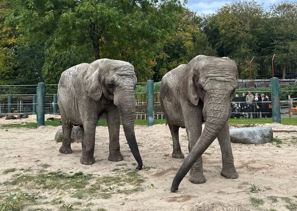 Aalborg Zoo deler trist meddelelse: Alle parkens elefanter aflivet