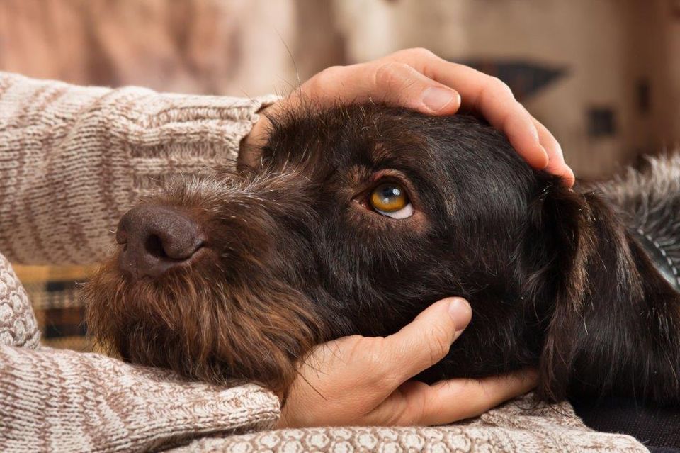 Opråb til hundeejere: Din hund er ikke en cykel