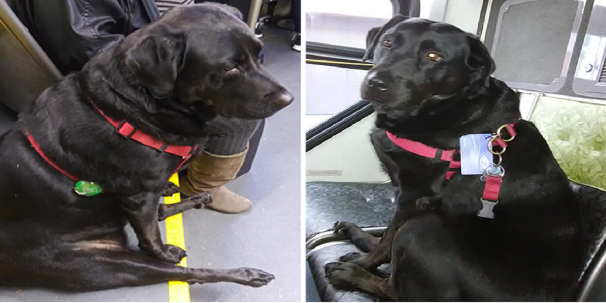 Hund tager bussen alene hver dag: Grunden er overraskende