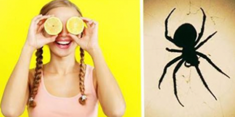 6 naturlige tips til at holde edderkopper ude af dit hjem