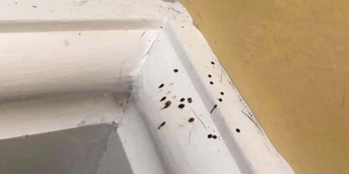 Kvinde får chok, da hun finder ud af, hvorfor hjemmet er fuld af sorte prikker