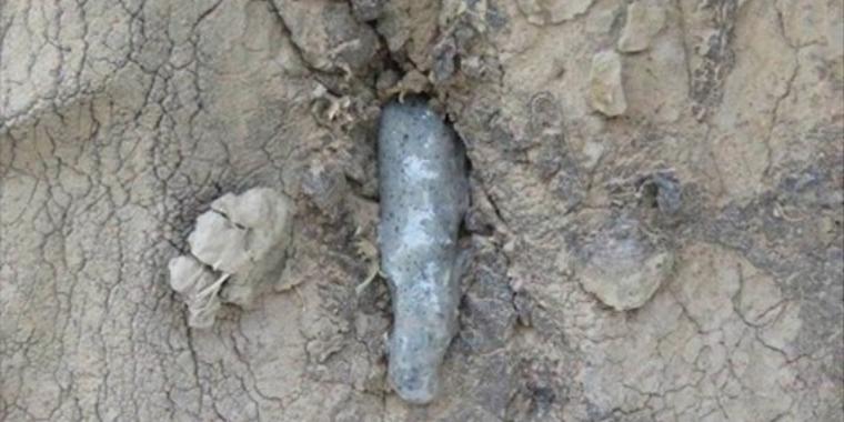 Elefant slår hovedet mod træet i smerte – da dyrevennerne indser hvorfor, kan de ikke tro deres egne øjne