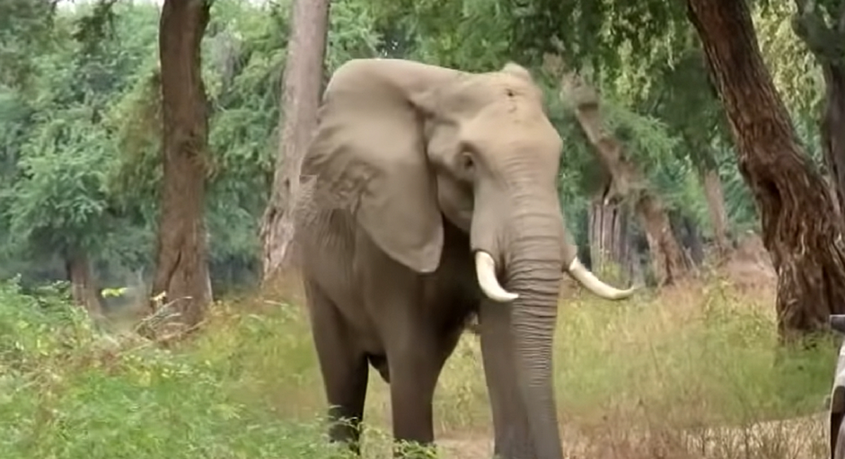 Elefant banker hovedet ind i et træ: Da vagter kommer tættere på, opdager de den triste sandhed