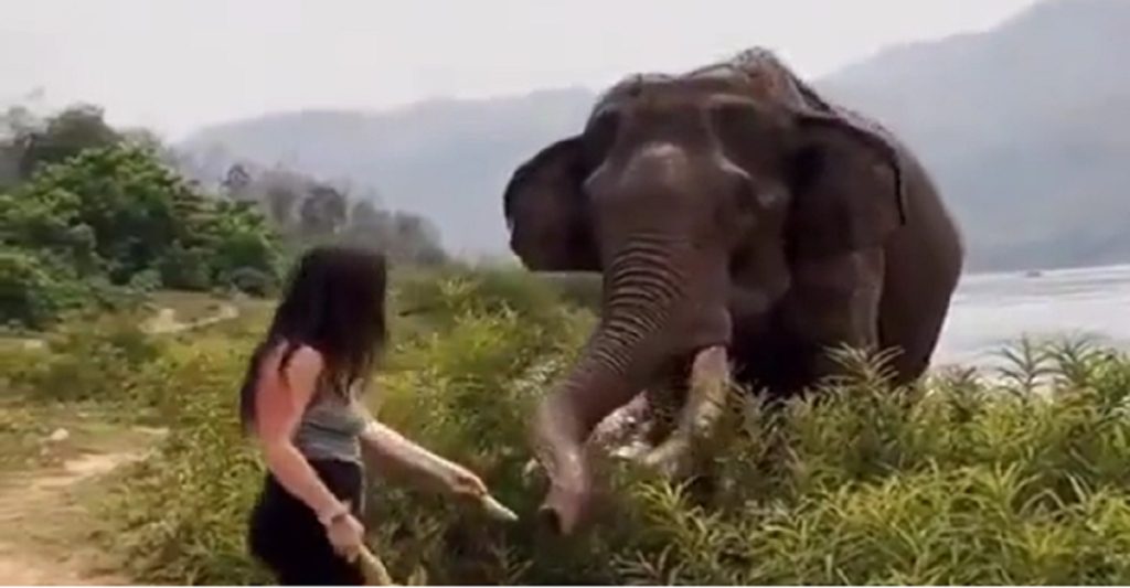 Ung kvinde provokerer elefant: Det kom hun hurtigt til at fortryde