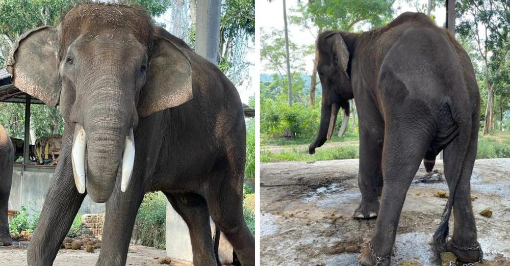 Nye billeder afslører elefanternes tilstand i Bali under pandemien