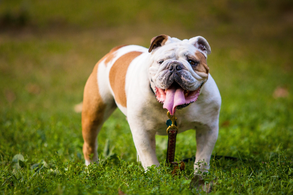 Engelsk Bulldog