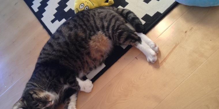 Katten Ernst forsvandt sporløst: 9 år senere får ejeren et opkald, han aldrig glemmer