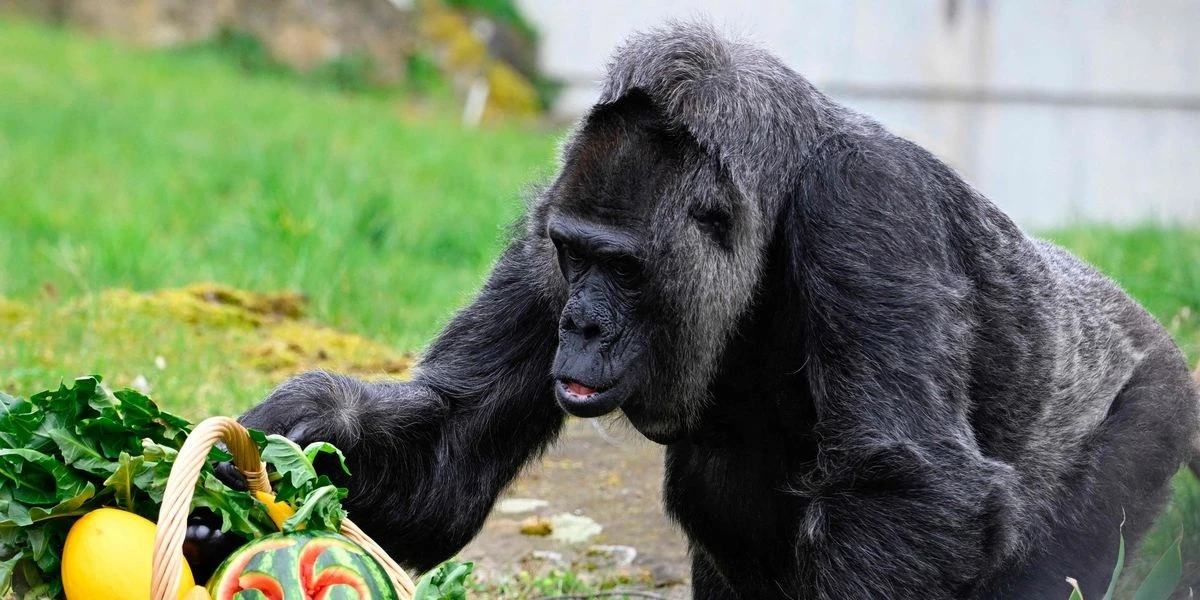 Verdens ældste gorilla fylder år: Du gætter aldrig alderen