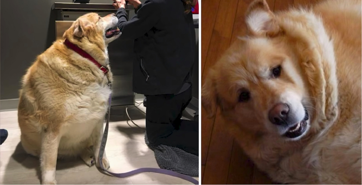 Overvægtig hund skulle aflives: Så bliver hunden adopteret, og 1 år senere er den uigenkendelig