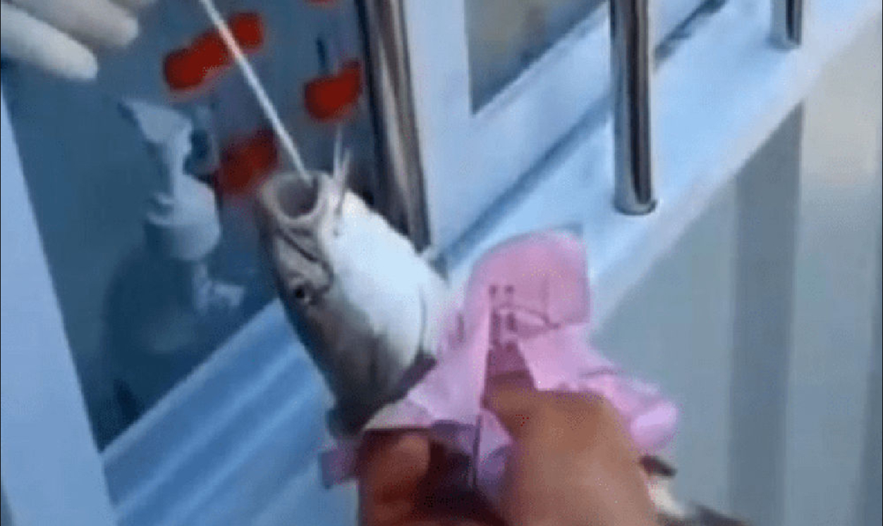 Du tror det er løgn: I Kina corona-tester de fisk