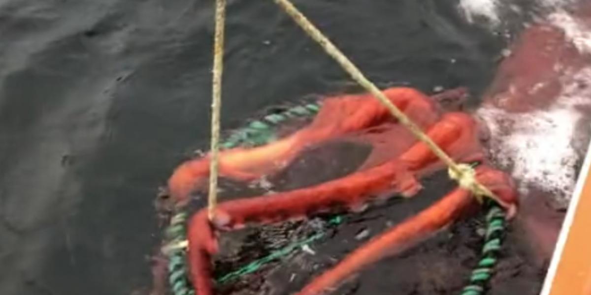 Utrolig video går viralt: Fiskerne troede ikke deres egne øjne, da de hev nettet op