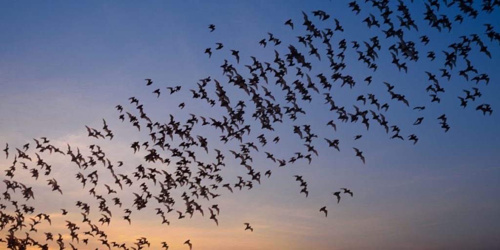 Airbnb gæster sagsøger udlejer: Gæster blev angrebet af flagermus i deres seng