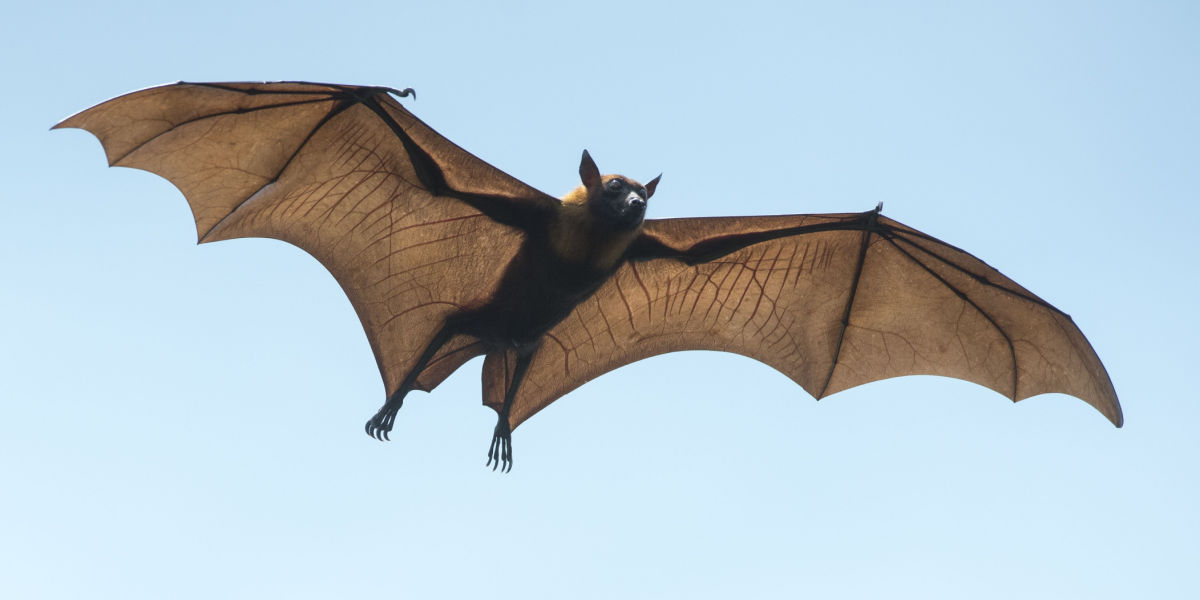 Søskende har mistet livet efter at være blevet bidt af flagermus