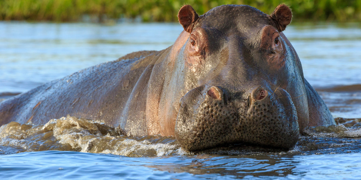 Flodhest sluger 2-årigt barn: Men så sker der noget mirakuløst