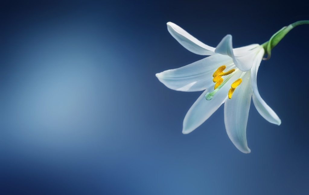 Giv blomster til en særlig lejlighed