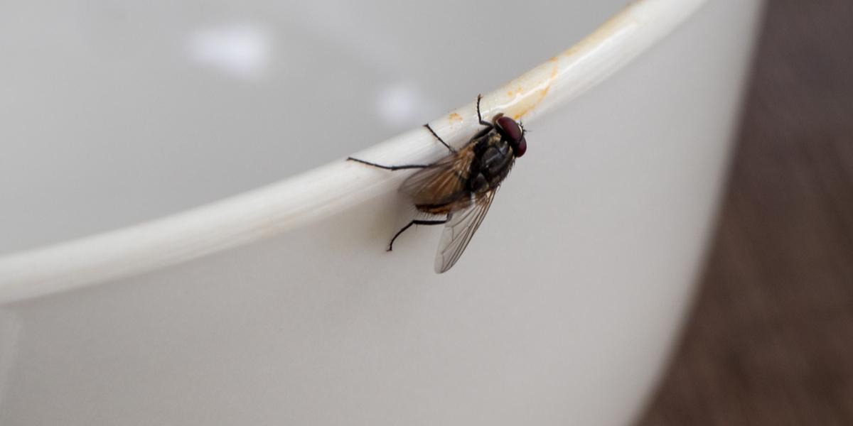 Pensionist sprængte sit eget hus i luften med en fluesmækker